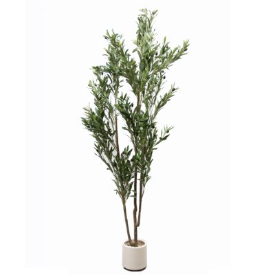PLANTA de OLIVO CON MACETA 180CM